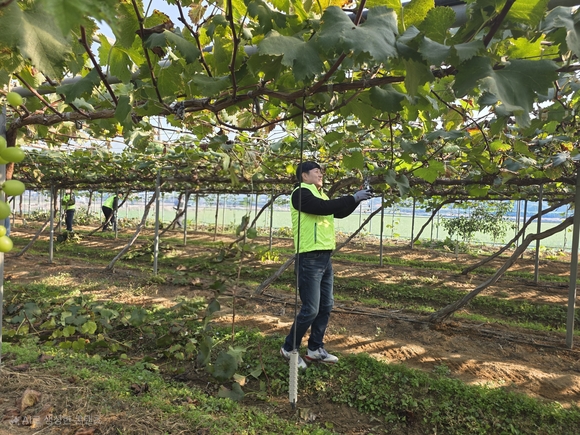 ▲29일 NH농협은행 경영지원부문 황준구 부행장과 직원들이 경기도 안성시 공도읍 마정리 마을을 찾아 수확기 농촌 일손 돕기를 실시했다. / 사진=NH농협은행  NH농협은행 경영지원부문, 수확기 농촌 일손 돕기 실시