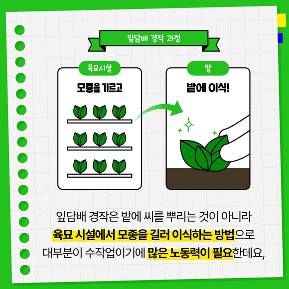 [카드뉴스] KT&G, 잎담배 농가 모종이식 봉사활동 진행